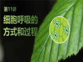 2025届高三生物一轮复习课件第11讲：细胞呼吸的方式和过程