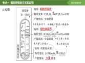 2025届高三生物一轮复习课件第11讲：细胞呼吸的方式和过程