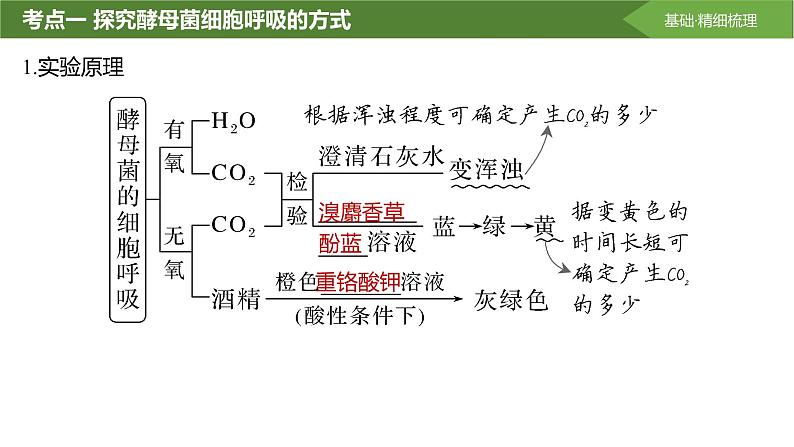 2025届高三生物一轮复习课件第12讲：细胞呼吸的影响因素及其应用04