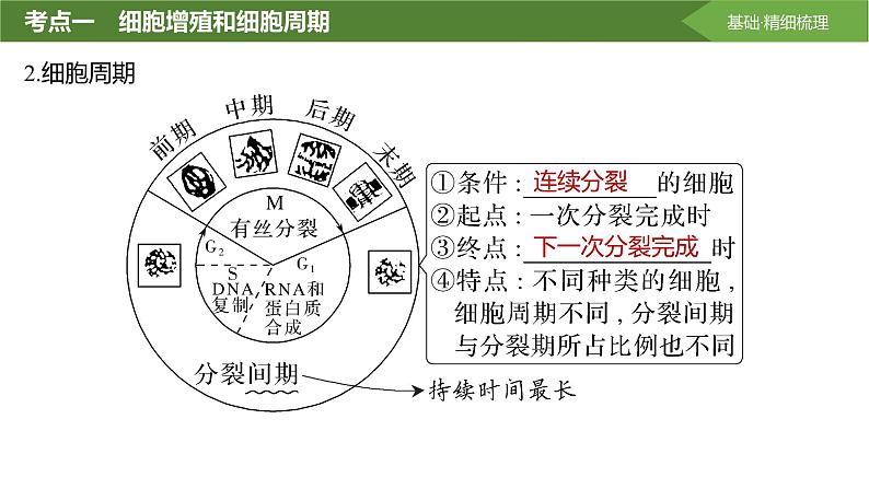 2025届高三生物一轮复习课件第16讲：细胞的增殖第5页