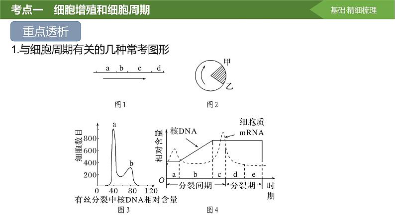 2025届高三生物一轮复习课件第16讲：细胞的增殖第8页