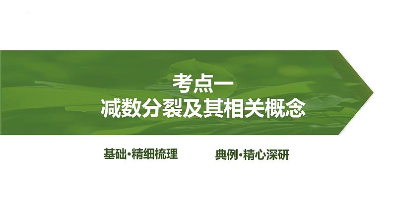 2025届高三生物一轮复习课件第17讲：减数分裂和受精作用第3页