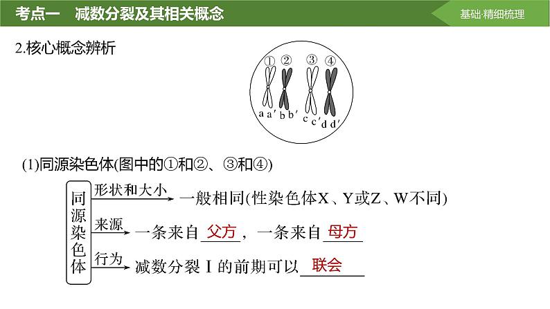 2025届高三生物一轮复习课件第17讲：减数分裂和受精作用第5页