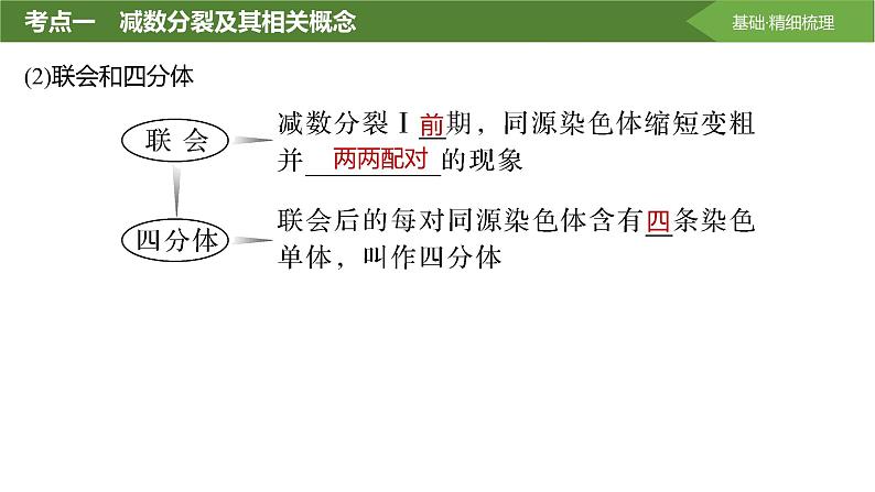 2025届高三生物一轮复习课件第17讲：减数分裂和受精作用第7页