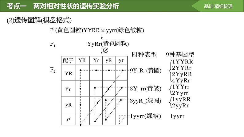 2025届高三生物一轮复习课件第23讲：基因的自由组合定律课件第8页