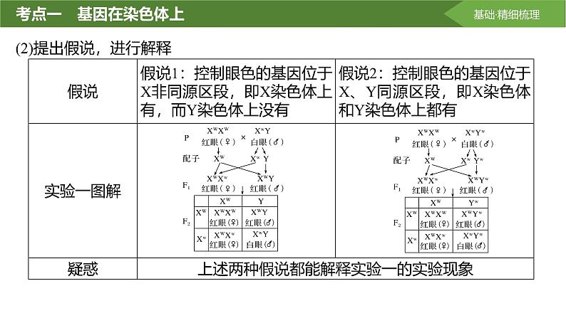 2025届高三生物一轮复习课件第25讲：基因在染色体上、伴性遗传08