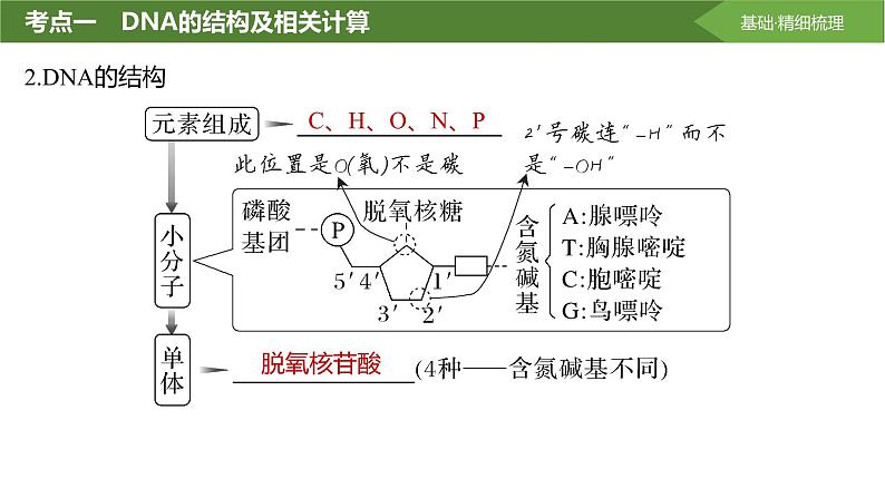 2025届高三生物一轮复习课件第28讲：DNA的结构、复制及基因的本质第6页