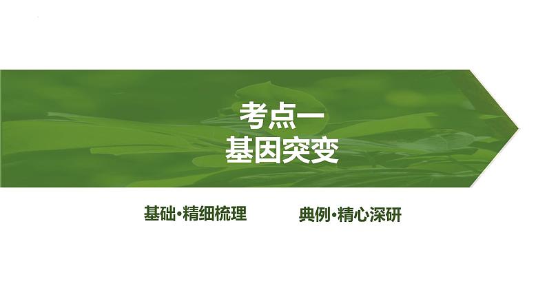 2025届高三生物一轮复习课件第30讲：基因突变和基因重组第3页