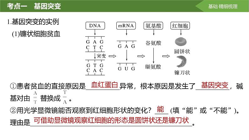 2025届高三生物一轮复习课件第30讲：基因突变和基因重组第4页