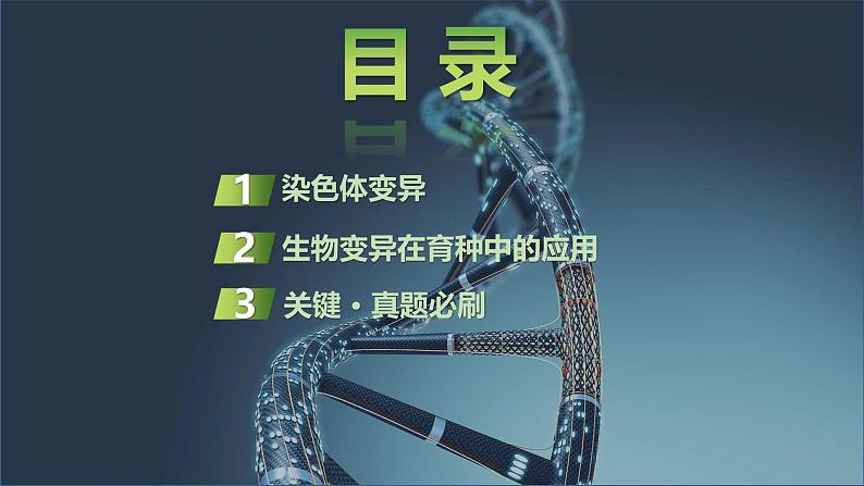 2025届高三生物一轮复习课件第31讲：染色体变异与育种第2页