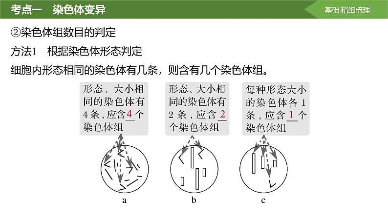 2025届高三生物一轮复习课件第31讲：染色体变异与育种第6页