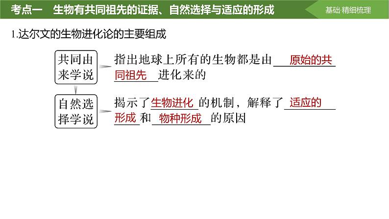 2025届高三生物一轮复习课件第32讲：生物的进化第4页