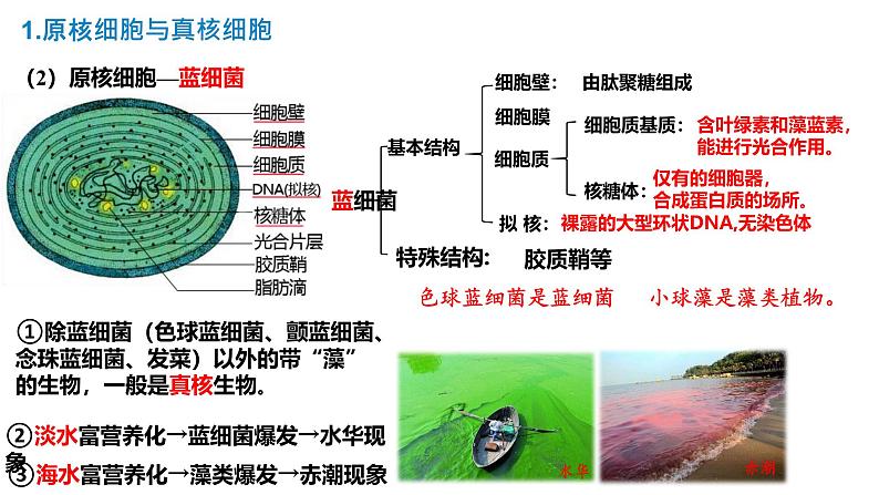 2025届高三生物一轮复习课件细胞的多样性和统一性第7页