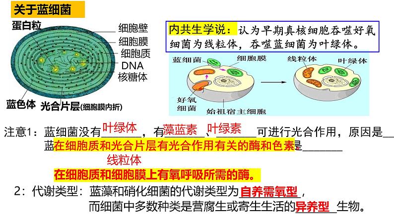 2025届高三生物一轮复习课件细胞的多样性和统一性第8页