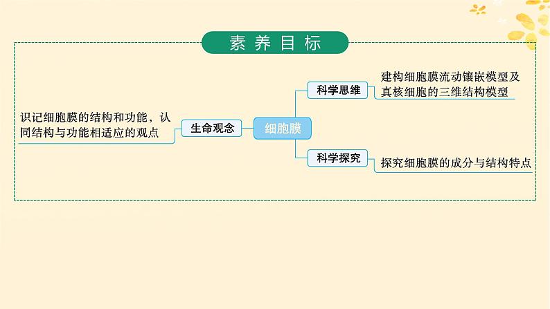 2025届高考生物一轮总复习第2单元细胞的基本结构及物质运输第5讲细胞膜课件第2页