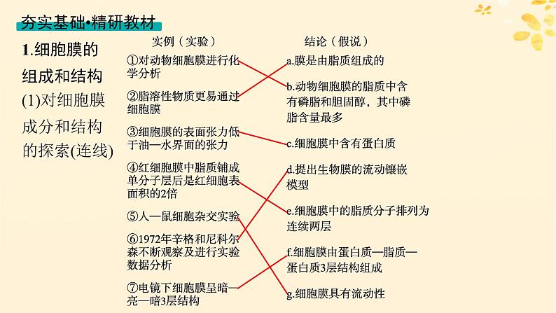 2025届高考生物一轮总复习第2单元细胞的基本结构及物质运输第5讲细胞膜课件第3页