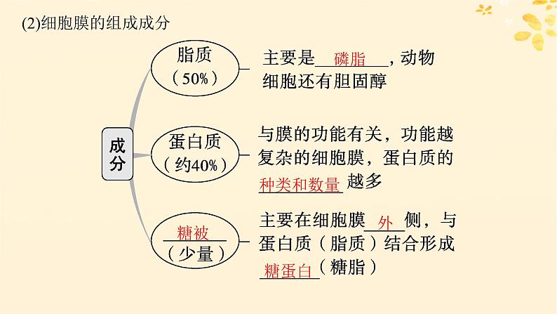 2025届高考生物一轮总复习第2单元细胞的基本结构及物质运输第5讲细胞膜课件第4页