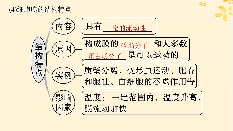 2025届高考生物一轮总复习第2单元细胞的基本结构及物质运输第5讲细胞膜课件第6页