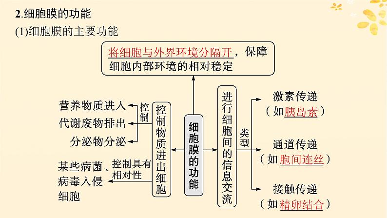 2025届高考生物一轮总复习第2单元细胞的基本结构及物质运输第5讲细胞膜课件第7页