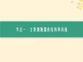 2025届高考生物一轮总复习第2单元细胞的基本结构及物质运输第6讲细胞器与生物膜系统课件