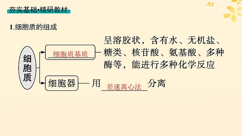 2025届高考生物一轮总复习第2单元细胞的基本结构及物质运输第6讲细胞器与生物膜系统课件04