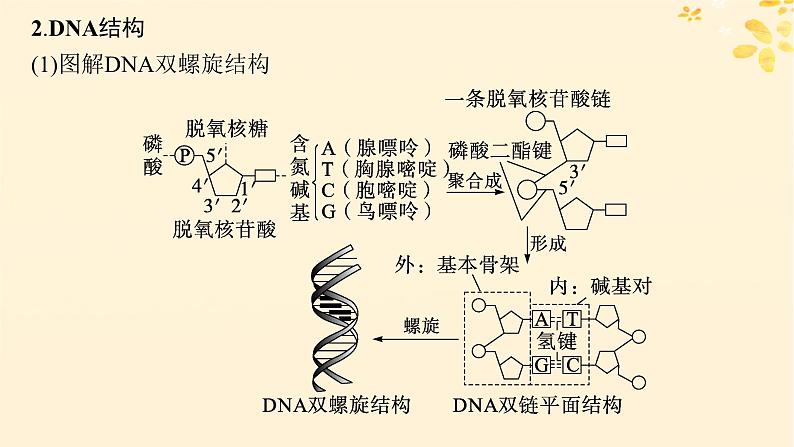 2025届高考生物一轮总复习第6单元遗传的分子基础第24讲DNA的结构和复制基因的本质课件第5页