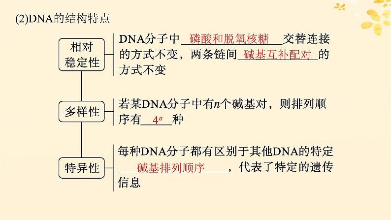 2025届高考生物一轮总复习第6单元遗传的分子基础第24讲DNA的结构和复制基因的本质课件第7页