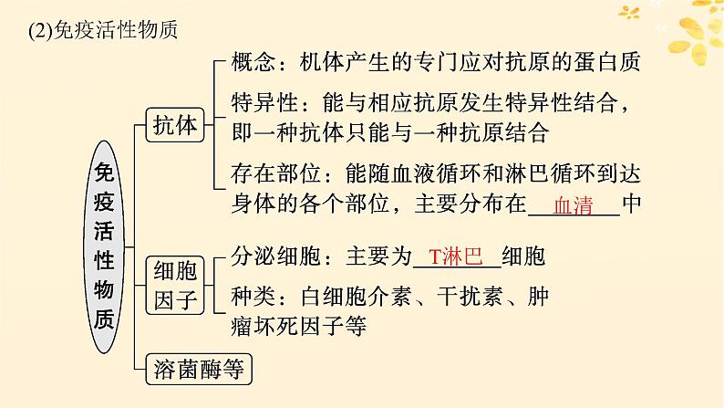 2025届高考生物一轮总复习第8单元稳态与调节第36讲免疫调节课件第7页