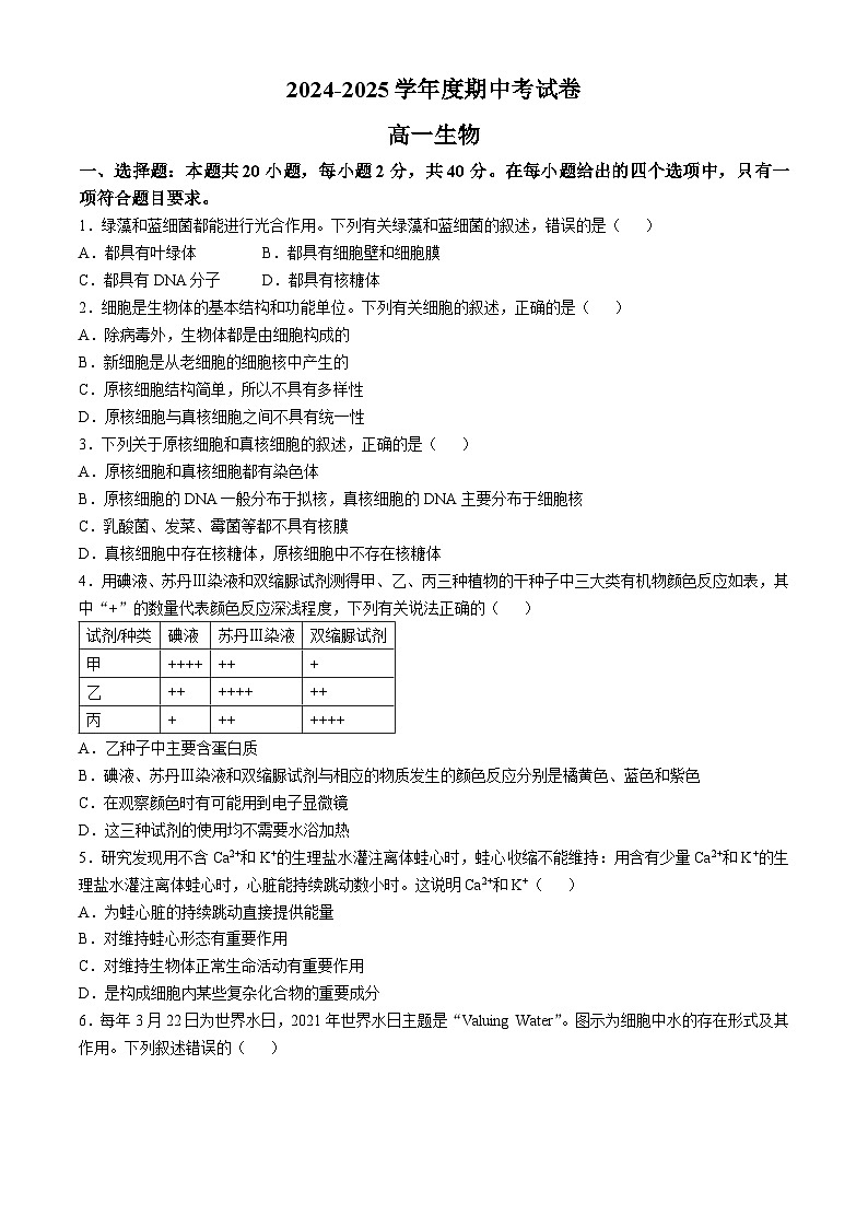 内蒙古赤峰元宝山区第一中学2024-2025学年高一上学期期中考试生物试题01