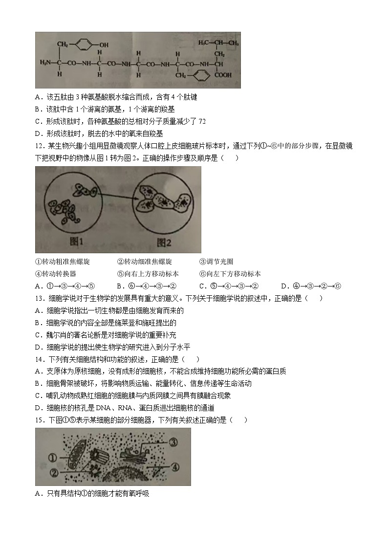 内蒙古赤峰元宝山区第一中学2024-2025学年高一上学期期中考试生物试题03