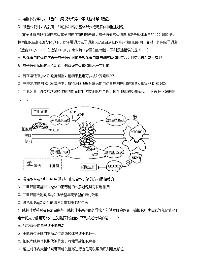 山东省聊城市2024-2025学年高三上学期期中考试生物试题无答案第2页