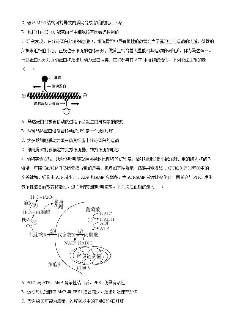 山东省青岛市黄岛区2025届高三上学期11月期中考试生物试题第2页