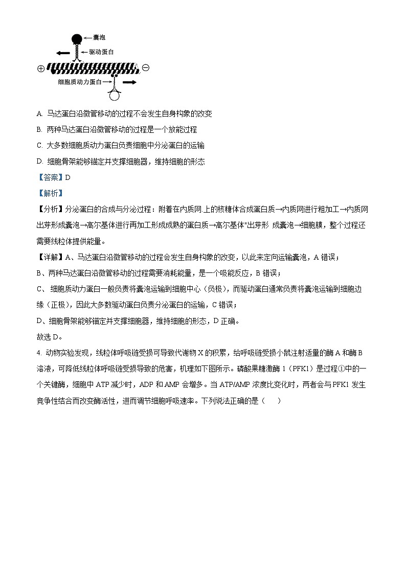 山东省青岛市黄岛区2025届高三上学期11月期中考试生物试题word版含解析第3页