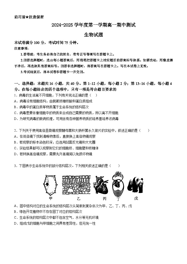 广东省阳江市高新区2024-2025学年高一上学期11月期中考试生物试卷（Word版附答案）第1页
