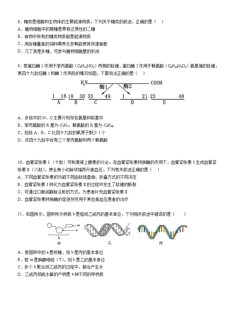 广东省阳江市高新区2024-2025学年高一上学期11月期中考试生物试卷（Word版附答案）第3页