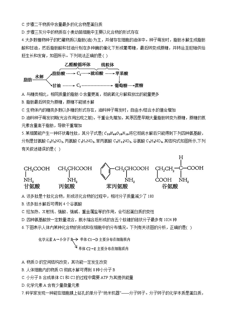 山东省新泰市第一中学北校2024~2025学年高一上学期11月期中考试生物试题第2页