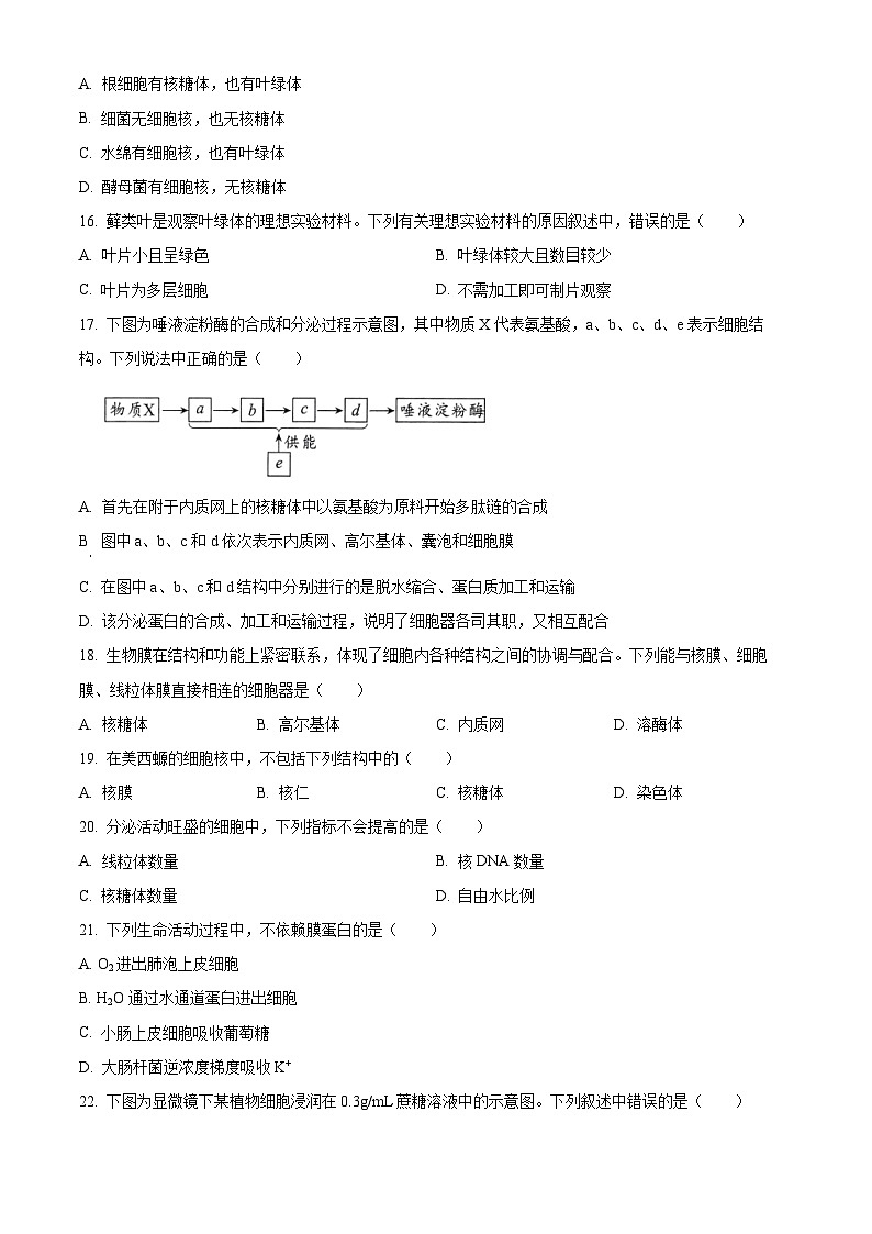 四川省绵阳市2024-2025学年高一上学期11月期中考试生物试题  Word版无答案第3页