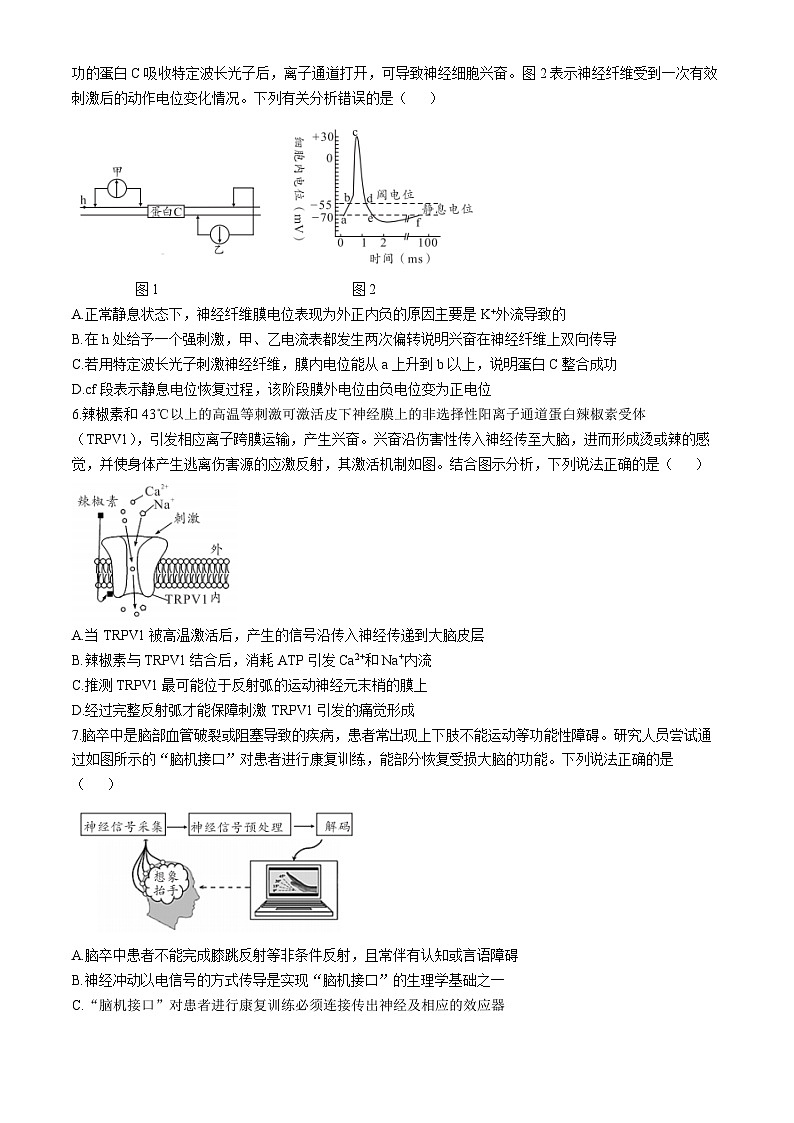 安徽省A10联盟2024-2025学年高二上学期11月期中考试生物试题02