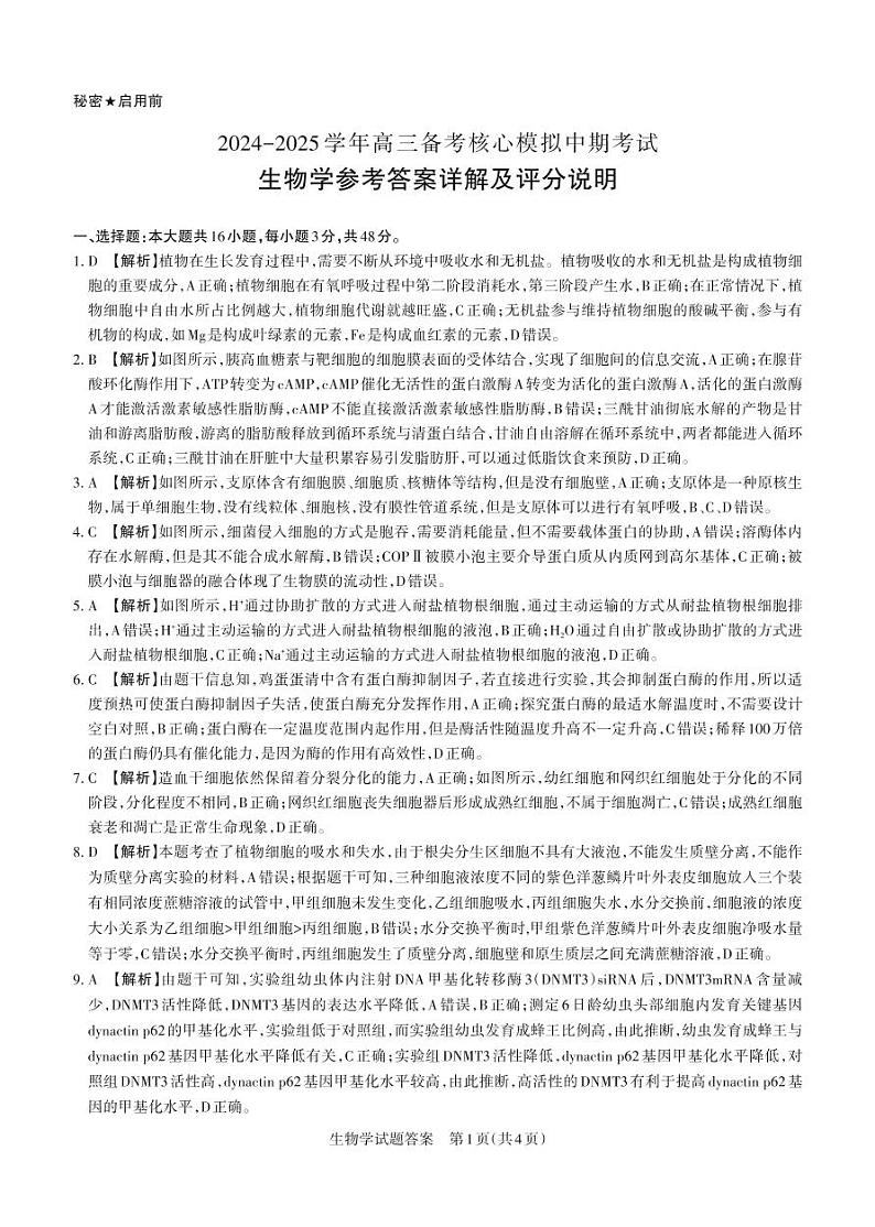 2024-2025学年高三备考核心模拟中期考试答案与详解  生物学第1页