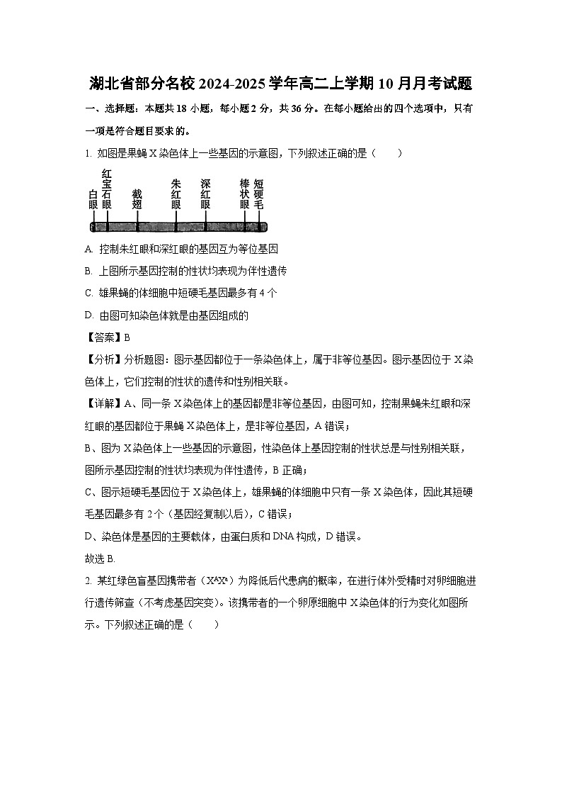2024-2025学年湖北省部分名校高二(上)10月月考生物试卷(解析版)第1页