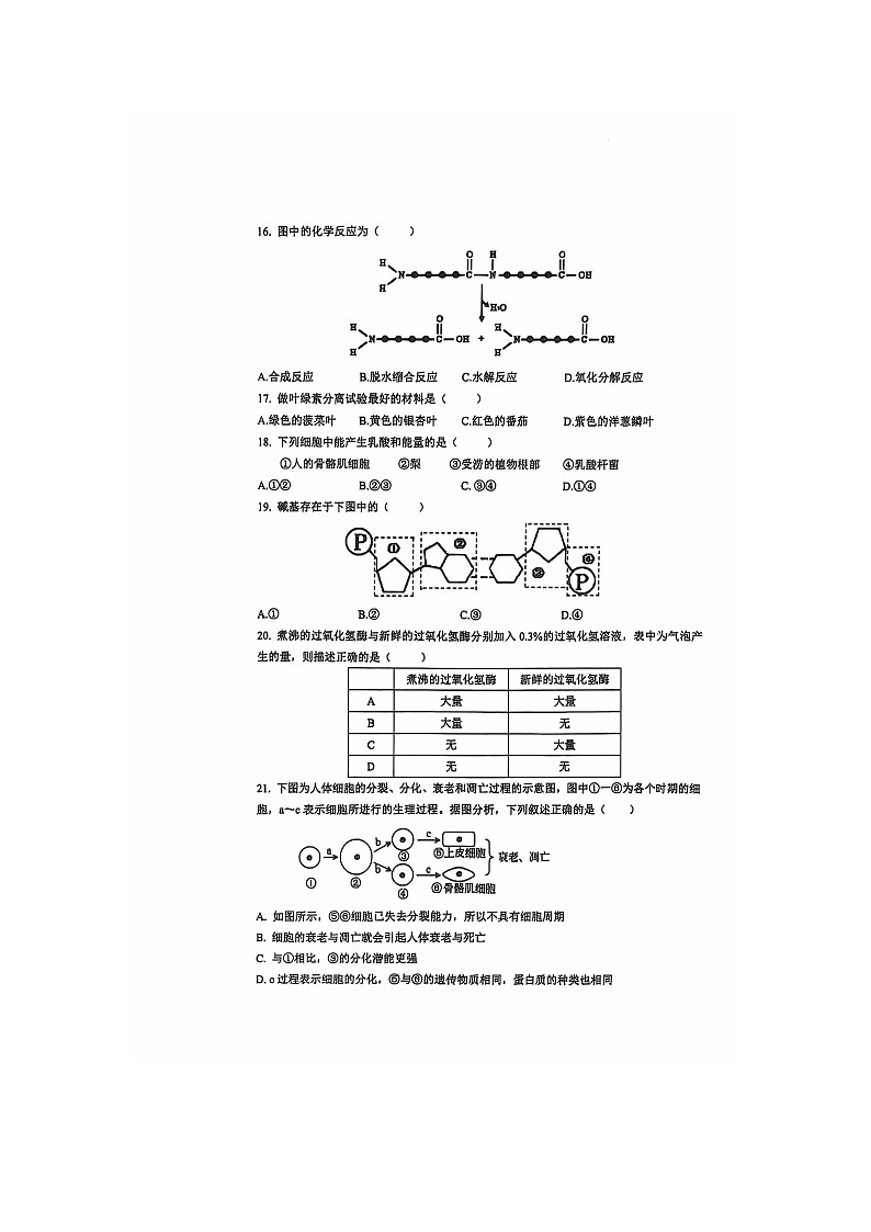 上海市闵行区六校联考2024-2025学年高一上学期10月期中考试生物试题03