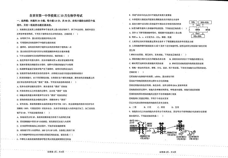 四川省自贡市第一中学校2024-2025学年高三上学期10月考试生物试题第1页