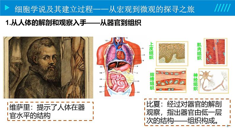 2024-2025人教版(2019)生物必修1《分子与细胞》课件PPT1走近细胞-1.1细胞是生命活动的基本单位第8页