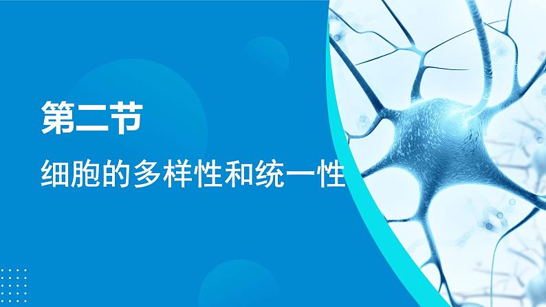 2024-2025人教版(2019)生物必修1《分子与细胞》课件PPT1走近细胞-1.2细胞的多样性和统一性第4页