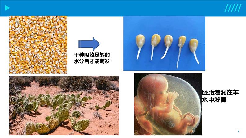 2024-2025人教版(2019)生物必修1《分子与细胞》课件PPT2组成细胞的分子-2.2细胞中的无机物第7页