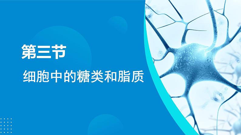 2024-2025人教版(2019)生物必修1《分子与细胞》课件PPT2组成细胞的分子-2.3细胞中的糖类和脂质04