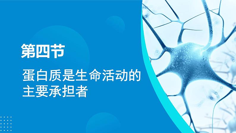 2024-2025人教版(2019)生物必修1《分子与细胞》课件PPT2组成细胞的分子-2.4蛋白质是生命活动的主要承担者第4页