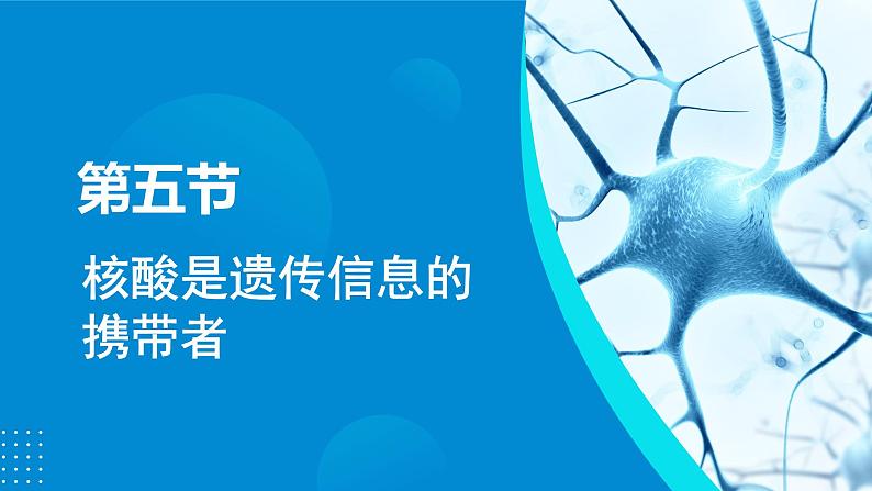 2024-2025人教版(2019)生物必修1《分子与细胞》课件PPT2组成细胞的分子-2.5核酸是遗传信息的携带者第4页