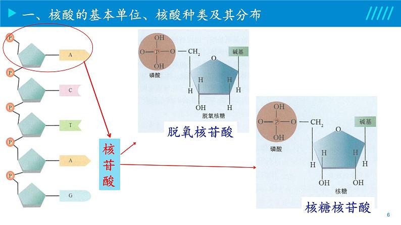 2024-2025人教版(2019)生物必修1《分子与细胞》课件PPT2组成细胞的分子-2.5核酸是遗传信息的携带者第6页