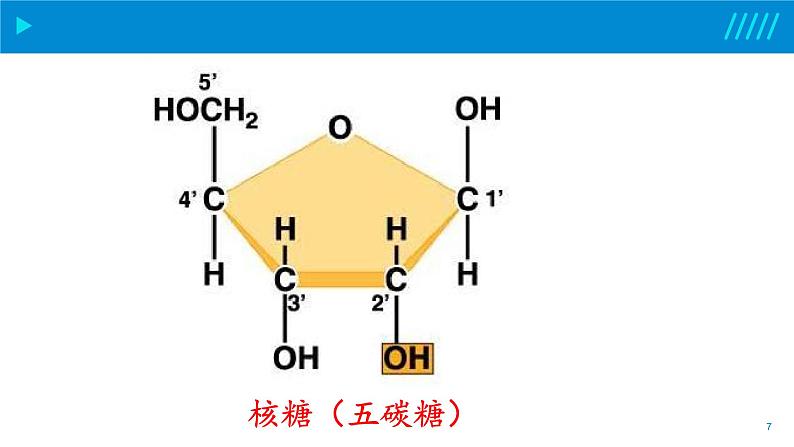 2024-2025人教版(2019)生物必修1《分子与细胞》课件PPT2组成细胞的分子-2.5核酸是遗传信息的携带者第7页